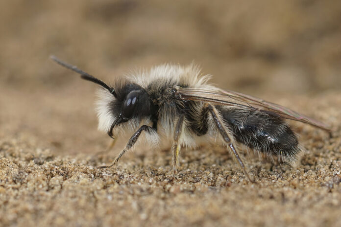 Wildbienen sind keine Honigbienen; Symbolbild Bergbaubiene (c) freepik